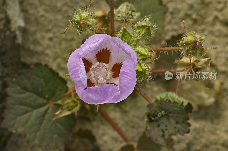 Eremalche rotundifolia，沙漠五斑，是Malvaceae科的开花植物，原产于美国西南部的莫哈韦沙漠和科罗拉多沙漠，在加利福尼亚州的死亡谷国家公园发现。
